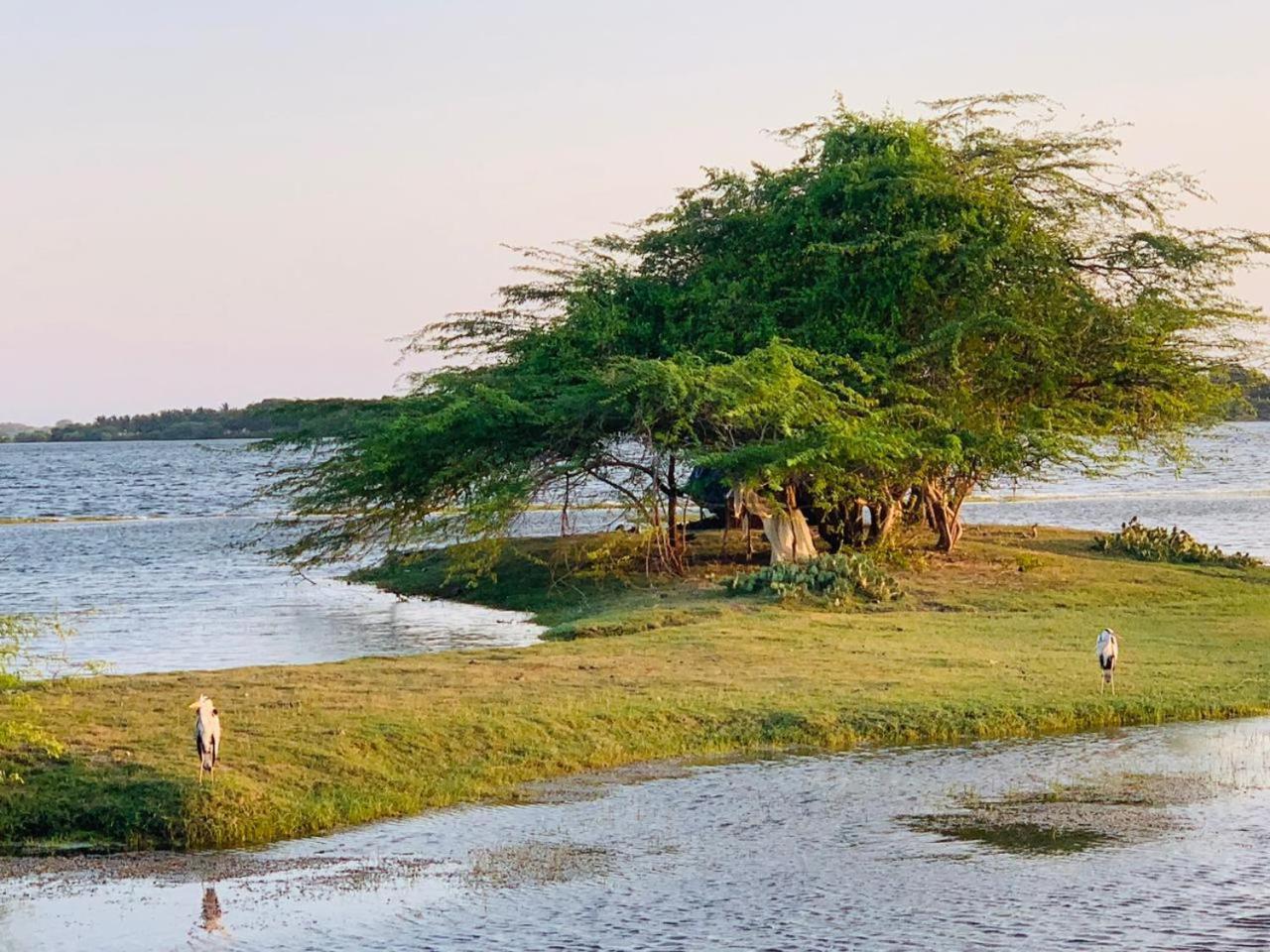فندق Yala Wild Hut - Yala تيساماهاراما المظهر الخارجي الصورة